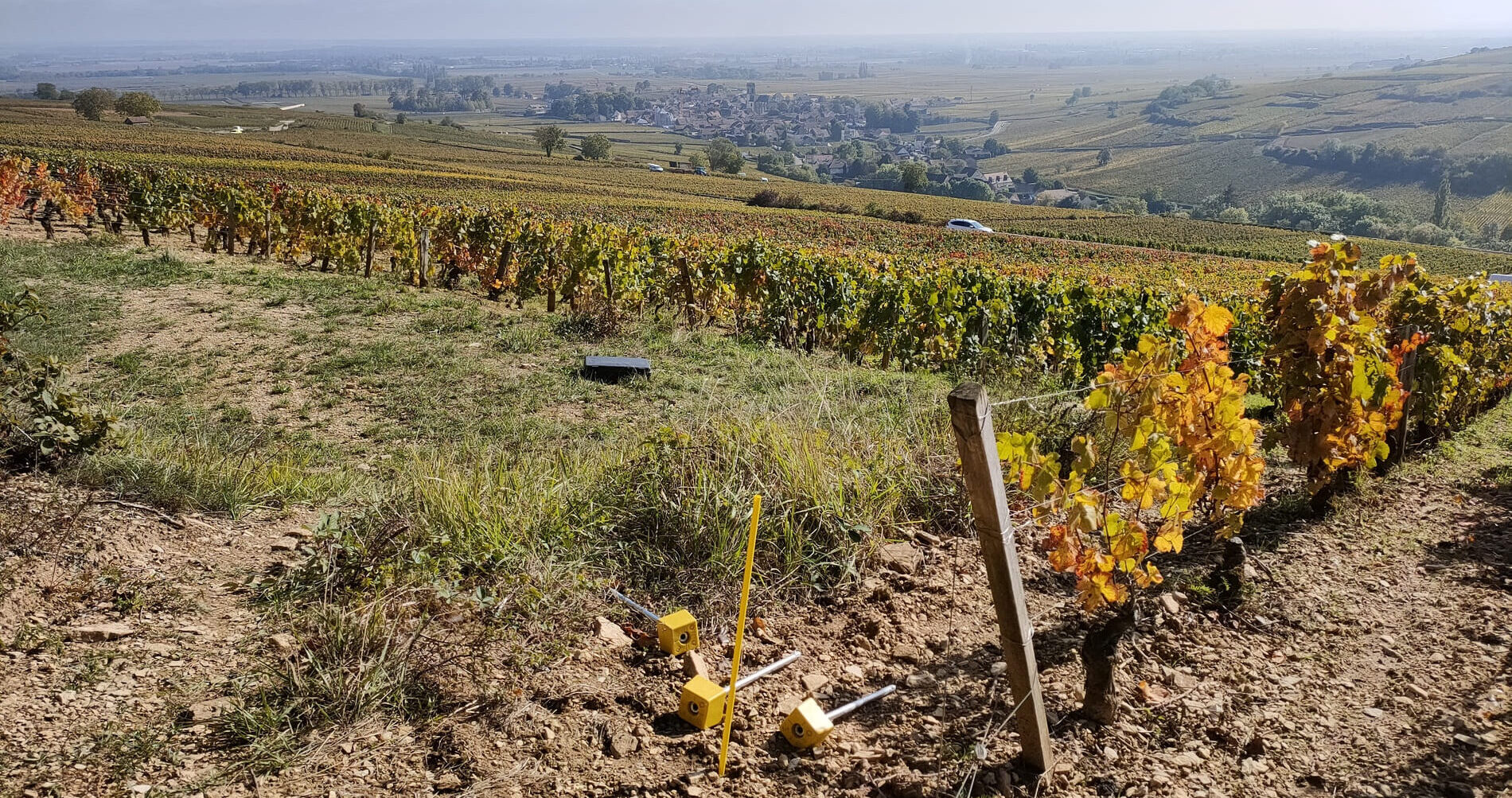 Bornes vignes