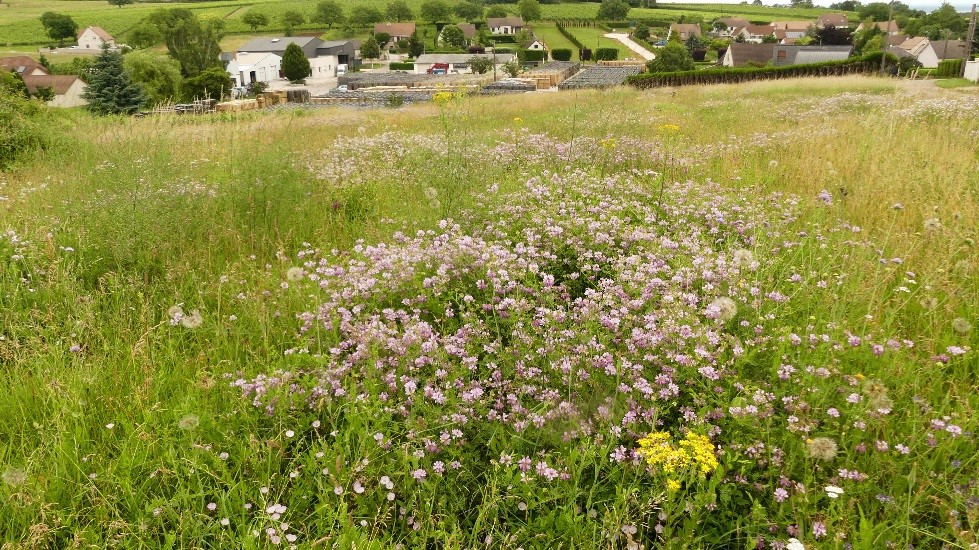 Prairie